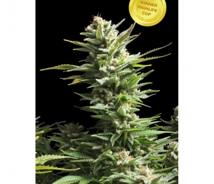 amnesia-haze-3-fem.jpg