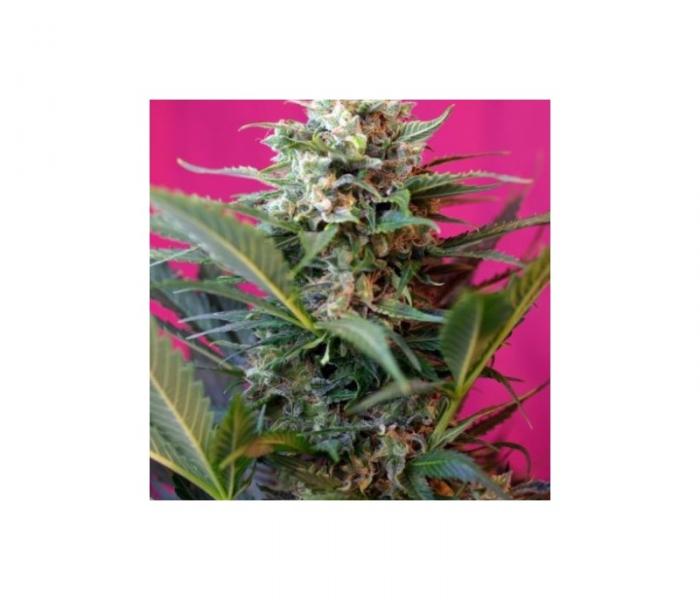 big-devil-xl-auto-3-fem.jpg