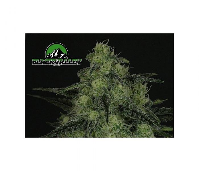 black-valley-1-semilla-feminizada-ripper-seeds.jpg