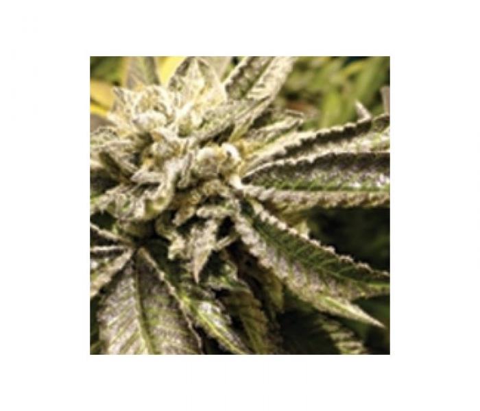 canadian-kush-3-fem.jpg