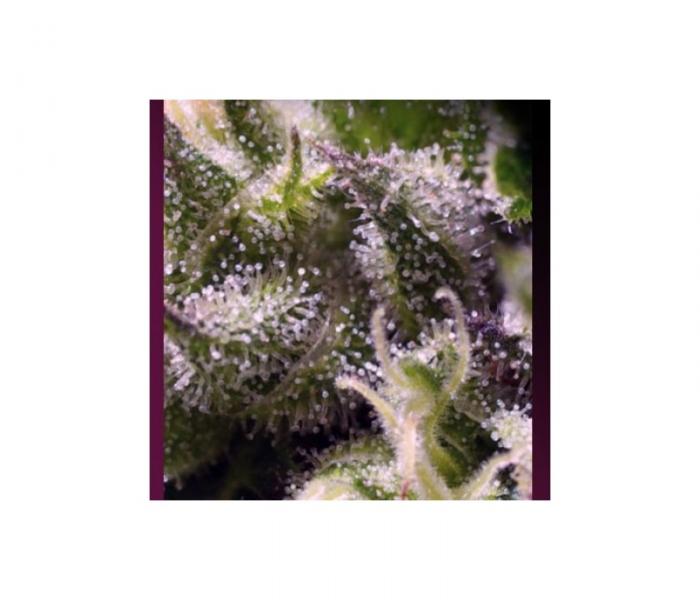 cream-caramel-auto-3-fem.jpg