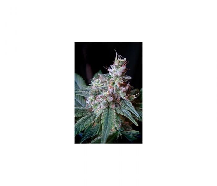 cream-caramel-fast-version-5-fem.jpg