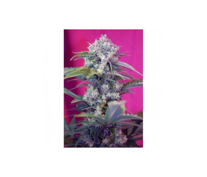 cream-mandarine-auto-3-fem.jpg