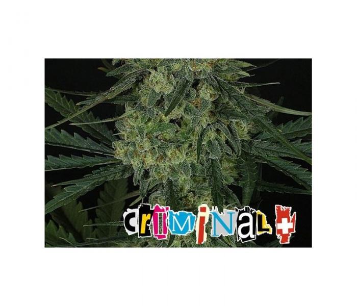 criminal-3-semillas-feminizada-ripper-seeds.jpg