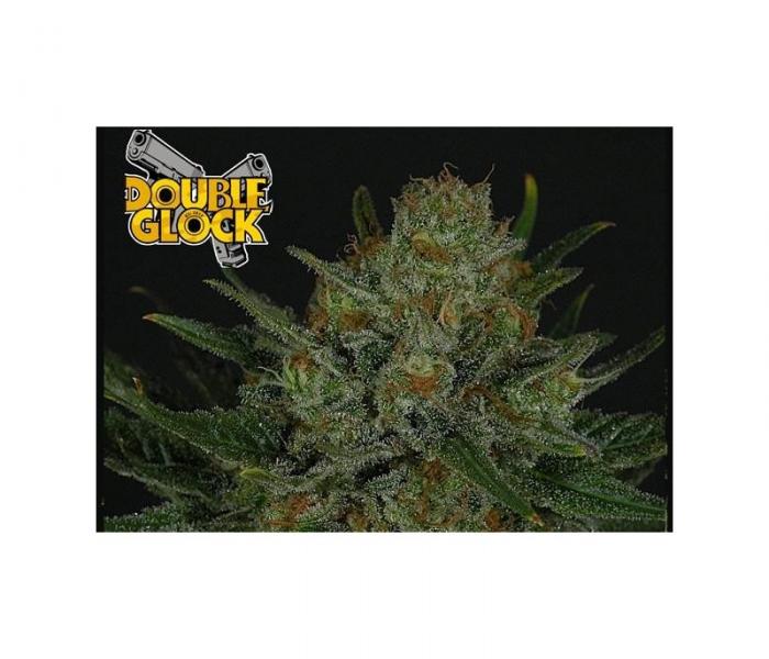 double-glock-1-semilla-feminizada-ripper-seeds.jpg