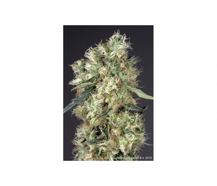dutch-haze-5-semillas-feminizadas-dutch-passion.jpg