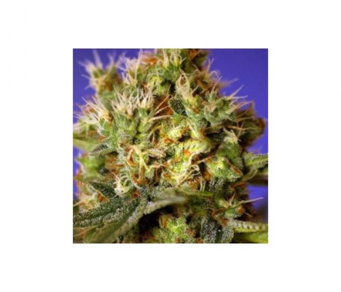 fast-bud-auto-n2-5-fem.jpg