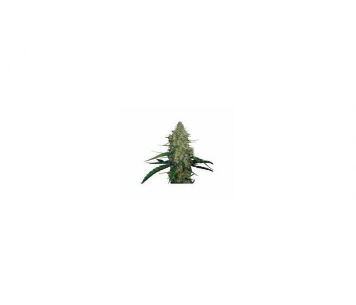 g13-haze-5-fem.jpg
