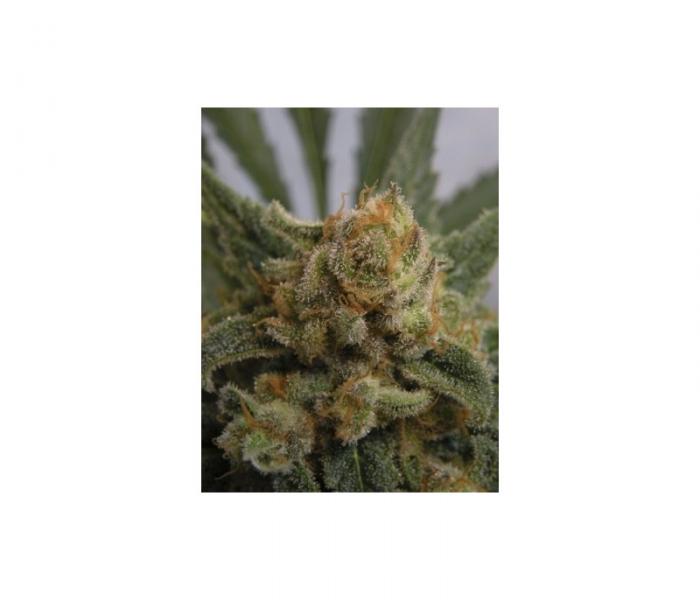 grapegum-1-semilla-feminizada-ripper-seeds.jpg