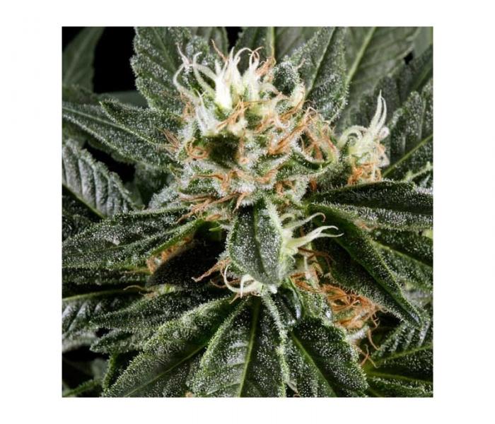great-white-shark-3-semillas-feminizadas-green-house.jpg