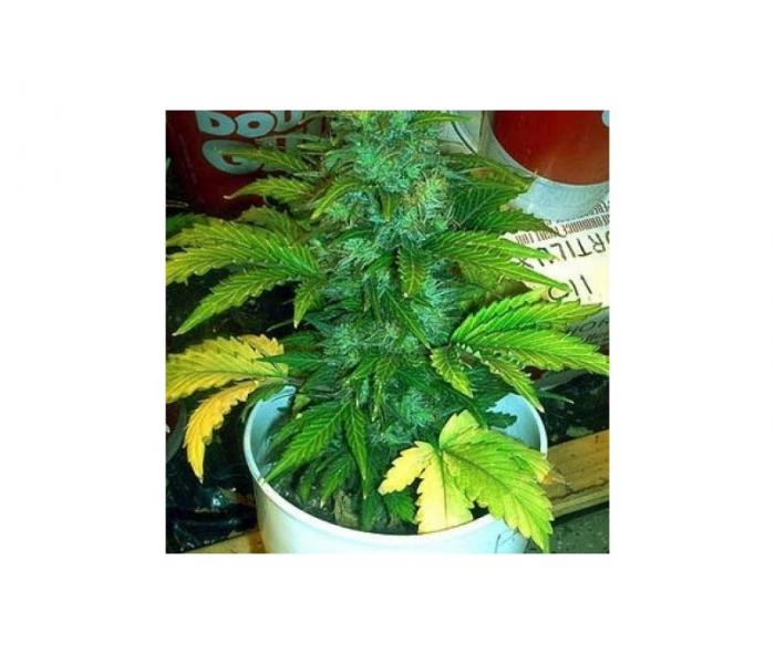 lowryder-n1-3-fem.jpg