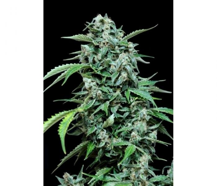 maxi-haze-3-semillas-feminizada-autofloreciente-grassomatic.jpg