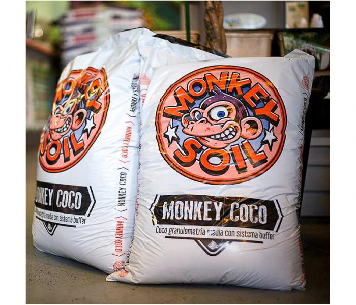 monkey-coco.jpg