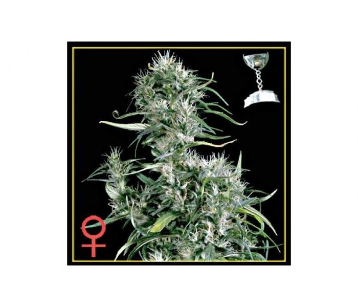 neville-s-haze-5-semillas-feminizadas-green-house.jpg