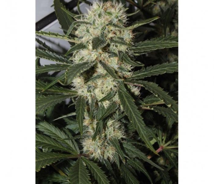 northern-light-3-fem.jpg