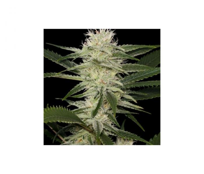 original-amnesia-3-fem.jpg