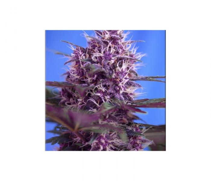 red-poison-auto-3-fem.jpg