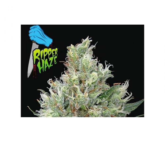 ripper-haze-1-semillas-feminizadas-ripper-seeds.jpg