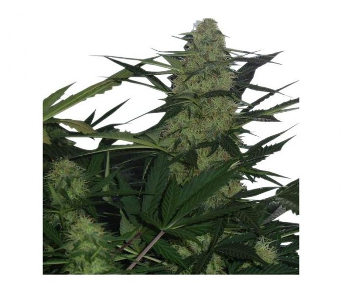 royal-ak-automatic-3-fem.jpg
