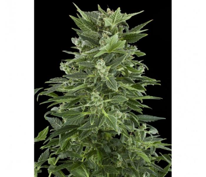 royal-automatic-3-fem.jpg