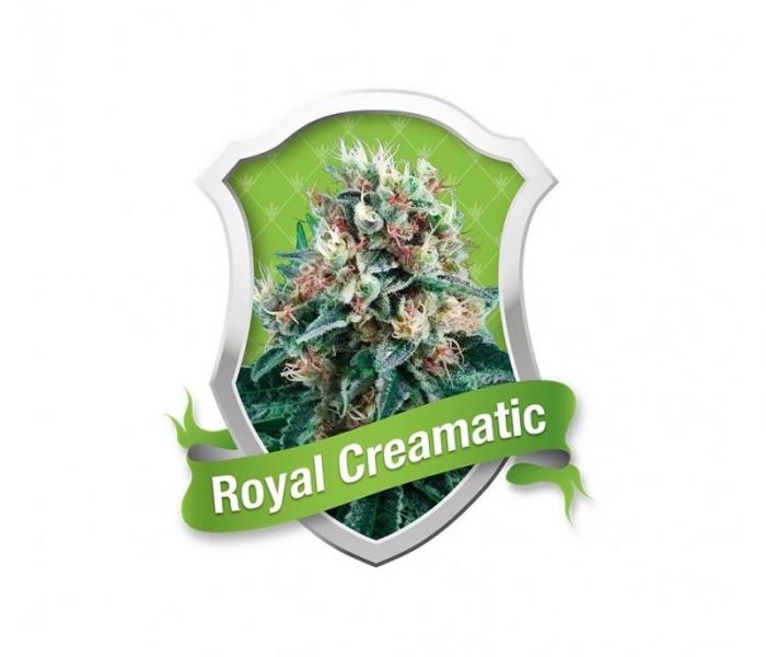 royal-creamatic-3-fem-auto.jpg