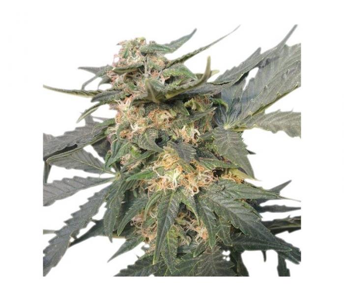royal-haze-automatic-3-fem.jpg
