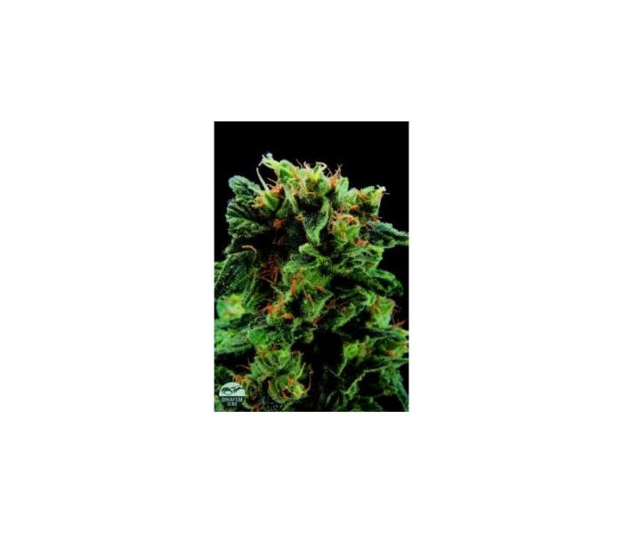 royale-haze-1-fem.jpg
