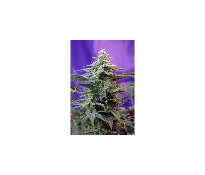 sweet-special-fast-version-5-fem.jpg