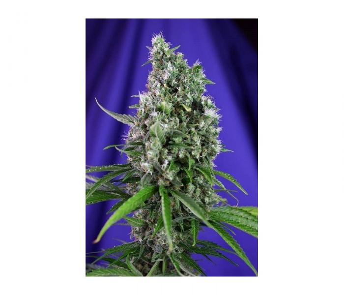 train-wreck-auto-5-fem.jpg