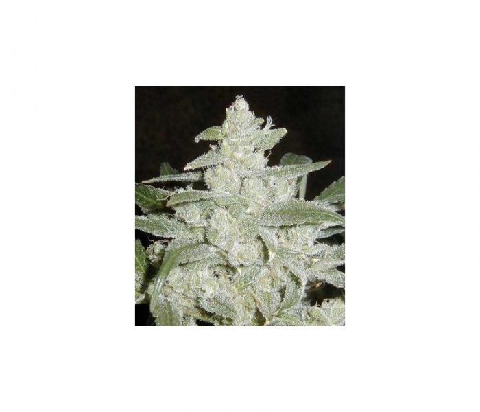 white-widow-10-semillas-feminizadas-dutch-passion.jpg