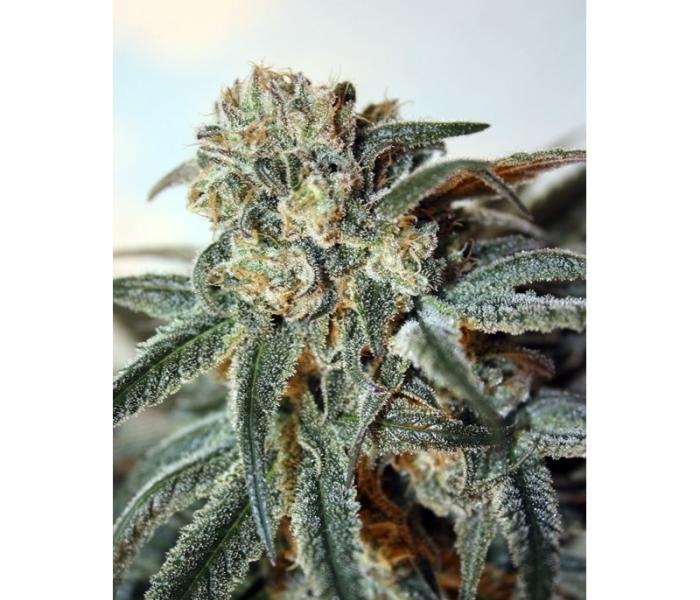 zombie-kush-1-semillas-feminizadas-ripper-seeds.jpg