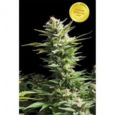 amnesia-haze-1-fem.jpg