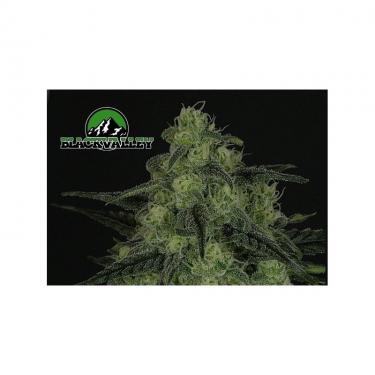 black-valley-1-semilla-feminizada-ripper-seeds.jpg