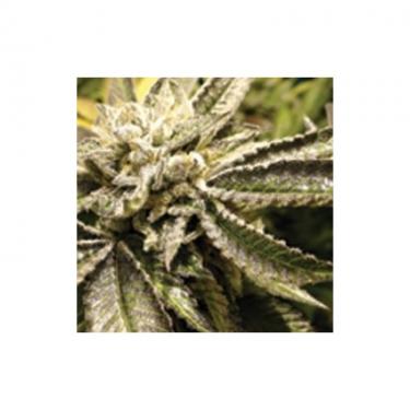 canadian-kush-3-fem.jpg
