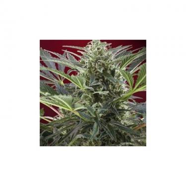 cream-47-3-fem.jpg