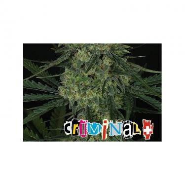 criminal-3-semillas-feminizada-ripper-seeds.jpg