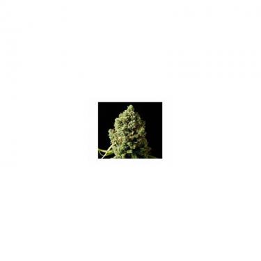 critical-kush-5-fem.jpg
