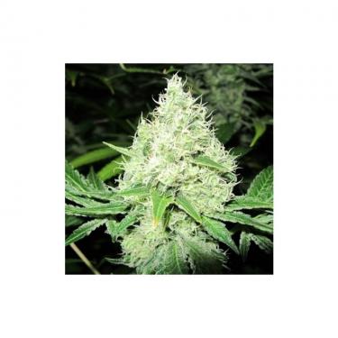 devil-fruit-3-fem.jpg