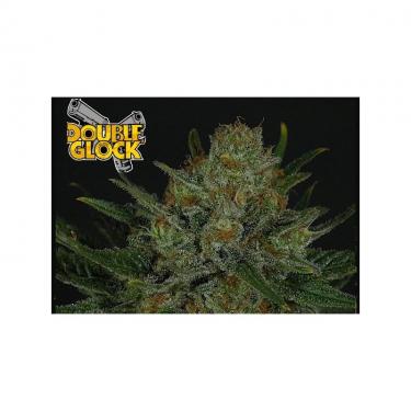 double-glock-1-semilla-feminizada-ripper-seeds.jpg