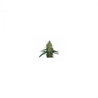 g13-haze-5-fem.jpg