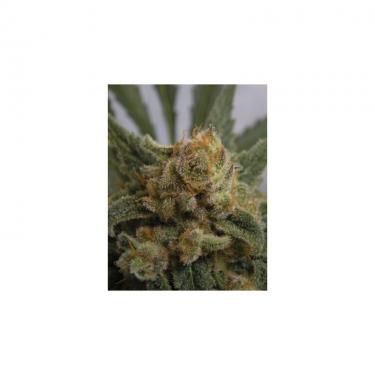 grapegum-1-semilla-feminizada-ripper-seeds.jpg