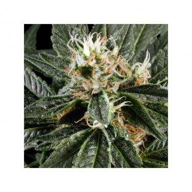 great-white-shark-3-semillas-feminizadas-green-house.jpg