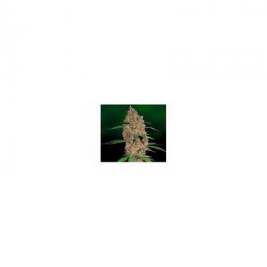 laughing-budha-5-fem.jpg