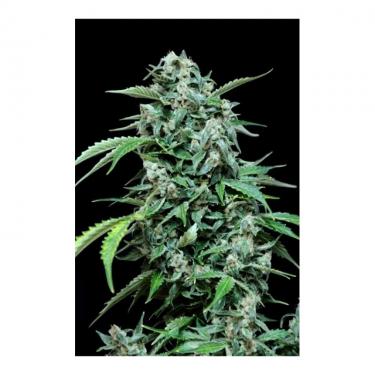 maxi-haze-3-semillas-feminizada-autofloreciente-grassomatic.jpg