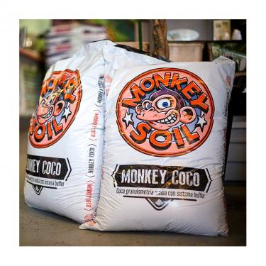 monkey-coco.jpg