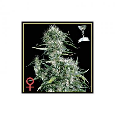 neville-s-haze-5-semillas-feminizadas-green-house.jpg