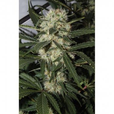 northern-light-3-fem.jpg