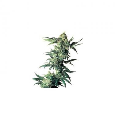 northern-lights-sensi-seeds-feminizada-3-autofloreciente.jpg