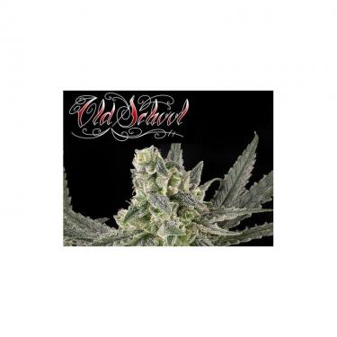 old-school-1-semilla-feminizada-ripper-seeds.jpg