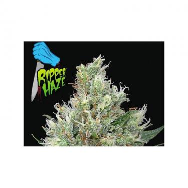 ripper-haze-1-semillas-feminizadas-ripper-seeds.jpg